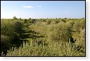 slikken van de heen natuurgebied natuur hdr Konikspaarden Uitkijktoren schotse hooglanders natuurmonumenten wisenten